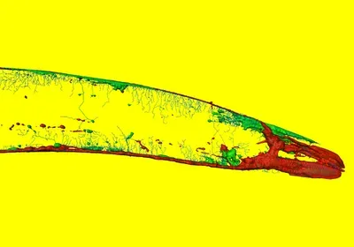 c Caenorhabditis elegans neural map neuron pathway connections connectome